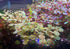 Plants(100+ 8 oz Red Root Floater Live Aquarium Leaves) Phyllanthus Fluitans, Cup