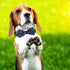 azuza Anchor Dog Collar with Bow Tie, Soft Comfortable Adjustable Collar for Medium Dogs