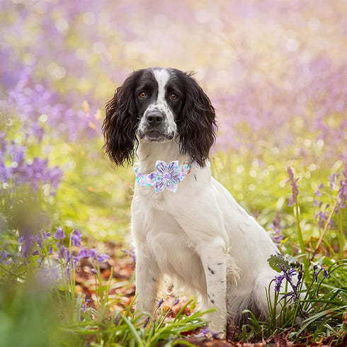 Lionheart Glory Purple Dog Collar with Flower, Adjustable Floral Pattern for X-Large Dogs