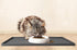 CatGuru Whisker Friendly Cat Bowls, Non Slip Pet Feeding Bowls for Indoor Cats, Shallow Kitten Dish (Marshmallow)