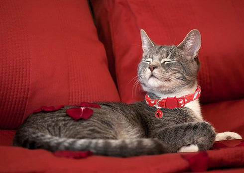 BoomBone 2 Pack Valentines Cat Collar, Breakaway Safety Adjustable Collars with Bell for Kitten