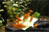 Fish Tank Vegetable Feeder, Aquarium Vegetarian Feeder, Loach Feeder, 2PACK Stainless Steel