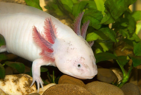 Aquaticblendedfoods A382 (4oz) Mini Bloodworm Sticks with Salmon,Spirulina,Brine Shrimp,Fish Food,Axolotl Food