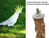 Large Bird Perch Stand, Natural Pepper Wood Bird Parrot Stand Branch, Birdcage Accessories for Parrots and Budgies