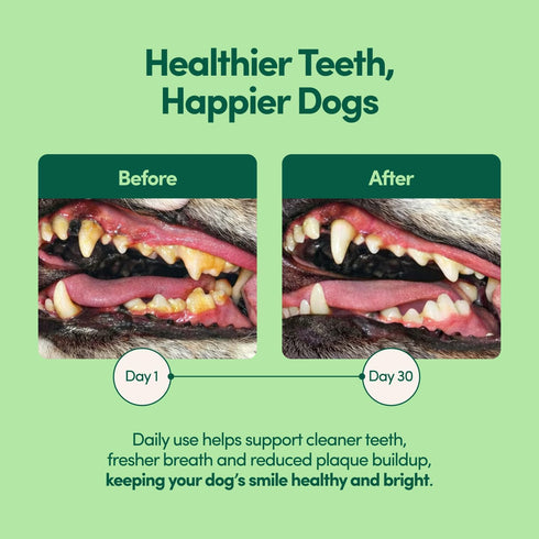 Fifth & Fido Breath Buddy Dog Dental Powder for Teeth Cleaning Cat & Dog Breath Freshener, Helps Remove Plaque