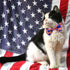 4th of July Cat Bow Tie Collar with Bell - Patriotic USA Flag Collars for Male and Female Cats