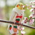 Rooyar Reusable Bird Diaper Washable Flight Suit for Parrot Adjust Parrot Diaper Costume Fly Training Suit