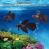FTVOGUE Aquarium Swimming Fish Silicone Artificial Funny Fish Ornament Lifelike Fake Fish for Fish (Brown Betta Fish) by FTVOGUE