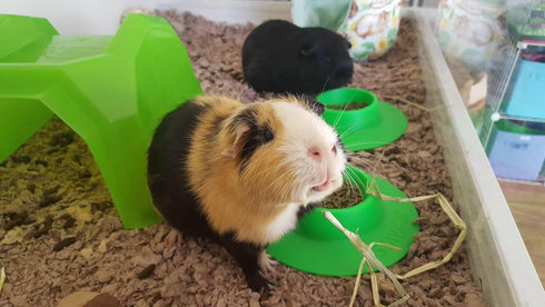 Tip-Proof Ergonomic Pet Bowl for Guinea Pig, 1/4-Cup Small Size, Spring Green