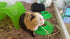 Tip-Proof Ergonomic Pet Bowl for Guinea Pig, 1/4-Cup Small Size, Spring Green