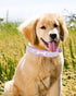 Dog Collar for Small Dogs, Adjustable Pink Suede Bling Rhinestone Collar, Cat Collar (XS, black4)