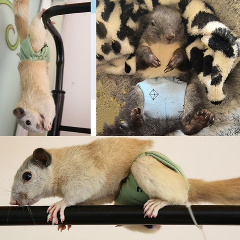 Adjustable Small Pet Diapers, Reusable Washable Squirrel Diapers Absorbent with Buckle Pants No Leak Reusable Diapers