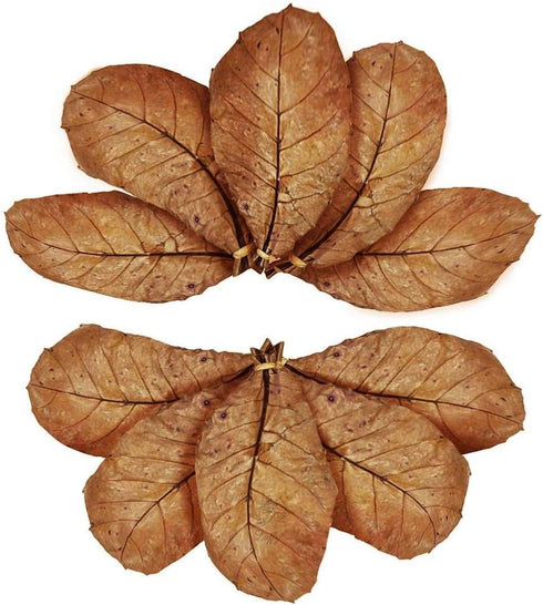 SunGrow 10 Pack Axolotl Indian Almond Leaves, 5-Inches for Aquarium Water Quality Improvement