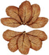 SunGrow 10 Pack Axolotl Indian Almond Leaves, 5-Inches for Aquarium Water Quality Improvement