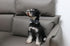 Lionet Paws Dog and Cat Collar with Bowtie, Adjustable Grid Collar with Plastic Buckle for Small Pets