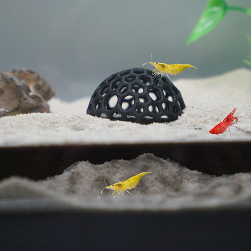Set, 3-Pack CTWPets Shrimp Breeding Protection Bundle with Hide Dome, Half Protector, Breeding Protector (Black)