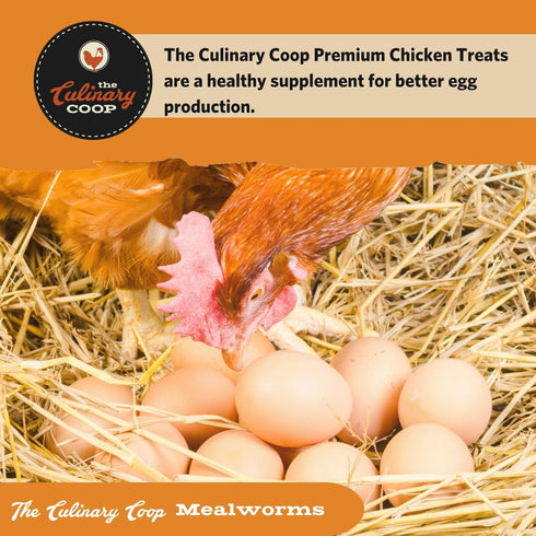 Fluker's Culinary Coop Premium Chicken Treats - Mealworms 3.5 oz, High Protein Nutritious Treat