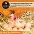 Fluker's Culinary Coop Premium Chicken Treats - Mealworms 3.5 oz, High Protein Nutritious Treat