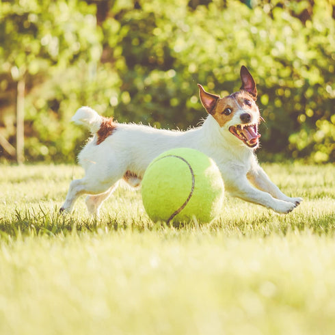 Big Tennis Ball for Dogs, 9.5" Inflatable Giant Tennis Ball, Large Pet Toy for Outdoor/Indoor Sports, Funny Gift