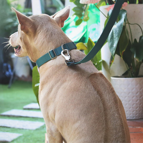 Dog Leash - Eco-Friendly Recycled Polyester Webbing | Soft Hypoallergenic with Durable Metal Swivel Hook (5.2 ft, Dark