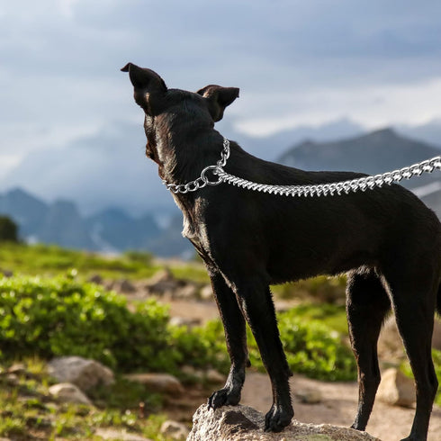 Metal Dog Leash - Integrated Collar and 4ft Chew Proof Chain Leash with Padded Handle for Large Medium Dogs