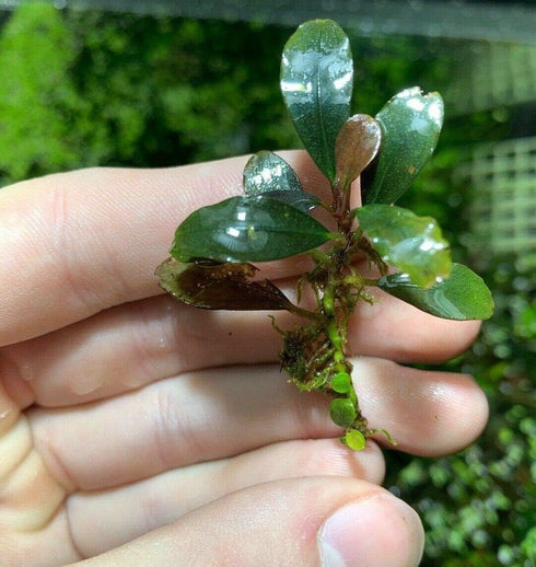 TruBlu Supply 2 1 Bucephalandra Various Rhizomes Buce Live Aquarium Plant Freshwater - Buy Get