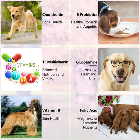 ZIXAOK 15-in-1 Immune Dog Multivitamin Drops for Dogs | Liquid Multivitamin with Glucosamine, MSM & Omega for Joint