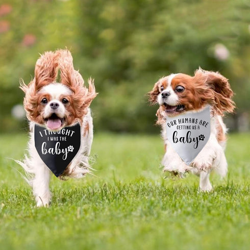2 Packs Our Humans are Getting us a Baby Dog Bandana Pregnancy Announcement Dog Scarf Accessories Gender Reveal Baby