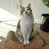Necoichi Cardboard Cat Scratcher Bed, Horizontal Scratch Pad Lounger with Extra Comfort (18" Regular, Oak)