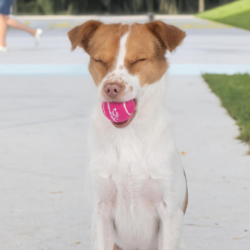 Best Pet Supplies 4-Pack Squeaky Tennis Toys for Dogs, Heavy-Duty Interactive Fetching Pet Toys, Durable - Small