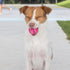 Best Pet Supplies 4-Pack Squeaky Tennis Toys for Dogs, Heavy-Duty Interactive Fetching Pet Toys, Durable - Small