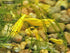 Generic 1 +2 Trio Blue Moscow Live Guppy Fish VIP Grade A, Free Yellow Back Shrimp