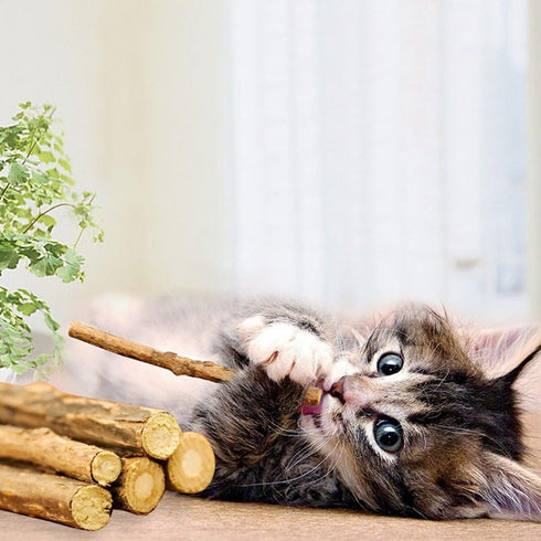 20 PCS Cat Catnip Sticks, Natural Matatabi Silvervine Sticks - Molar Tools Kitten Chew Toy