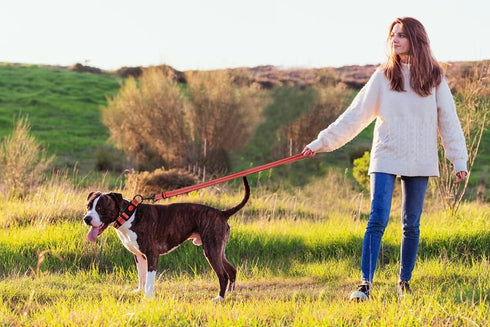 Reflective Dog Collar and Leash Set, Adjustable Nylon for Small Medium Large Dogs (3 Sizes, Red & S)