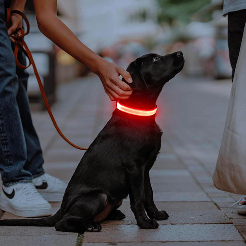 Illumifun LED Dog Collar, Adjustable Light Up Safety Pet Collar (Red, Small)