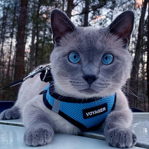 Voyager Step-In Air Dog Harness - Baby Blue/Black Trim, All Weather Mesh, Reflective, No Pull for Small, Medium Dogs,