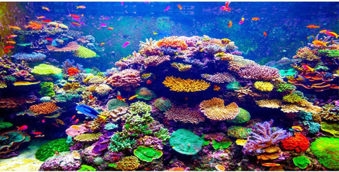 AWERT Undersea Theme Aquarium Background, 36x18 Inches Colorful Coral Tropical Fish Polyester Background