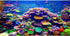 AWERT Undersea Theme Aquarium Background, 36x18 Inches Colorful Coral Tropical Fish Polyester Background