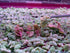 Generic 100+ Red Root Floater Live Aquarium Plants, Phyllanthus Fluitans, Leaves Floating Aquatic Plant
