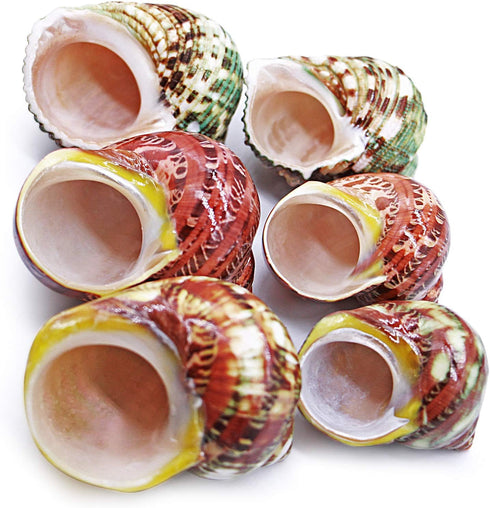 Unstained Natural Hermit Crab Shells, 6 PCS Pearl Turbo Seashell for Décor, Size 1.5" - 2"