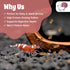 3.5oz/100mg Snout and Shell Snowflakes Shrimp Food - High Protein Sinking Soy Pellets for Tropical Freshwater