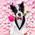 Dog Tuxedo Collar with Bowtie - Adjustable Formal Neckerchief for Wedding Party for Pets, Red