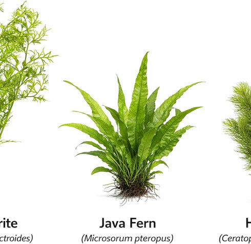 3 CO2 (3) Axolotl Live Plants Bundle - Species Starter Kit | Java Fern, Hornwort & Water Sprite - Cold Water Safe, No