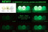 R&L Glow Golf Balls - Tournament Fluorescent Glowing in The Dark Long Lasting Bright Balls