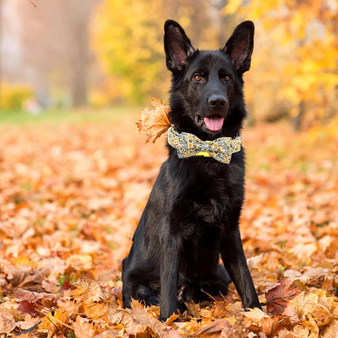 Elegant Little Tail Fall Dog Collar, Adjustable Squirrels Halloween Pet Bow Collar for X-Small Dogs
