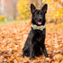 Elegant Little Tail Fall Dog Collar, Adjustable Squirrels Halloween Pet Bow Collar for X-Small Dogs