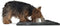 Furhaven 24" x 18" Highly Absorbent Dog Door Mat, 100% Washable, Chenille Rug for Entryway, Kitchen, Charcoal