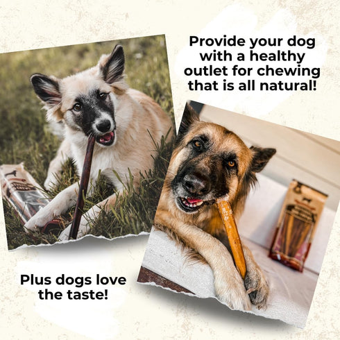 Bully Bunches Premium 6 Inch Thick Odor-Free Bully Sticks for Small & Medium Dogs, Long Lasting Chews for Oral Care, 10