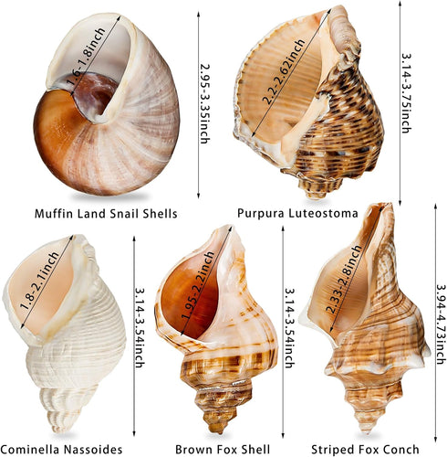5PCS Extra Large Hermit Crab Shells | Natural Sea Conch Size 3" - 4.7", Opening Size 1.6" - 2.7" | Turbo Seashells for Hermit Crab Supplies and Beach Decoration Large Sea Shell by WeDoSoy