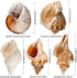 5PCS Extra Large Hermit Crab Shells | Natural Sea Conch Size 3" - 4.7", Opening Size 1.6" - 2.7" | Turbo Seashells for Hermit Crab Supplies and Beach Decoration Large Sea Shell by WeDoSoy